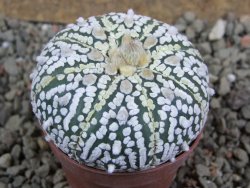 Astrophytum Super Kabuto pot 5,5 cm - 12392762
