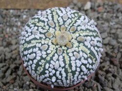 Astrophytum Super Kabuto pot 5,5 cm - 12392763