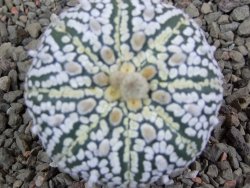 Astrophytum Super Kabuto pot 5,5 cm - 12392764