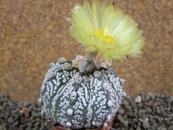 Astrophytum Super Kabuto hybrid pot 5,5 cm - 12392767