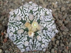Astrophytum Super Kabuto hybrid pot 5,5 cm - 12392768