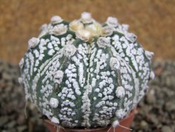 Astrophytum Super Kabuto hybrid pot 5,5 cm - 12392770