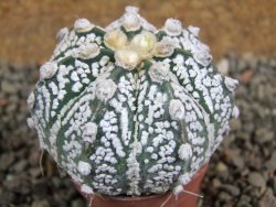 Astrophytum Super Kabuto hybrid pot 5,5 cm - 12392771
