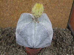 Astrophytum Onzuko pot 6,5 cm - 12392850