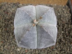Astrophytum Onzuko pot 6,5 cm - 12392853
