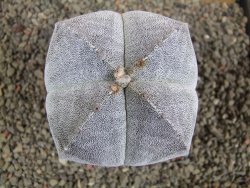 Astrophytum Onzuko pot 6,5 cm - 12392854