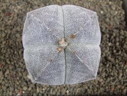 Astrophytum Onzuko pot 6,5 cm - 12392855
