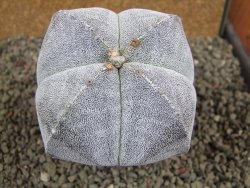 Astrophytum Onzuko pot 6,5 cm - 12392856