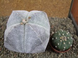 Astrophytum Onzuko pot 6,5 cm - 12392858