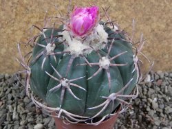 Echinocactus horizonthalonius, pl 9 cm Grafter