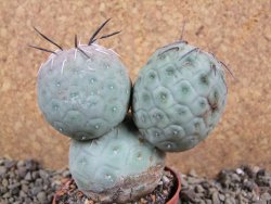 Tephrocactus geometricus pot 7 cm - 12392956