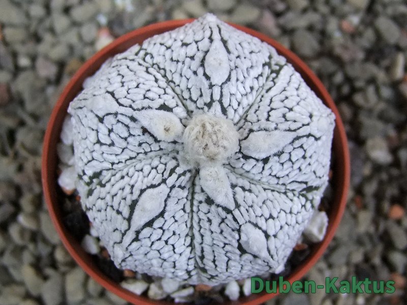 Astrophytum Super Kabuto hybrid oibo, pot 5,5 cm - 12392963