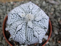 Astrophytum Super Kabuto hybrid oibo, pot 5,5 cm - 12392964