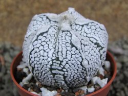Astrophytum Super Kabuto hybrid oibo, pot 5,5 cm - 12392965