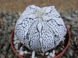 Astrophytum Super Kabuto hybrid oibo, pot 5,5 cm - 12392966