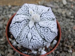 Astrophytum Super Kabuto hybrid oibo, pot 5,5 cm - 12392967