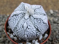 Astrophytum Super Kabuto hybrid oibo, pot 5,5 cm - 12392968
