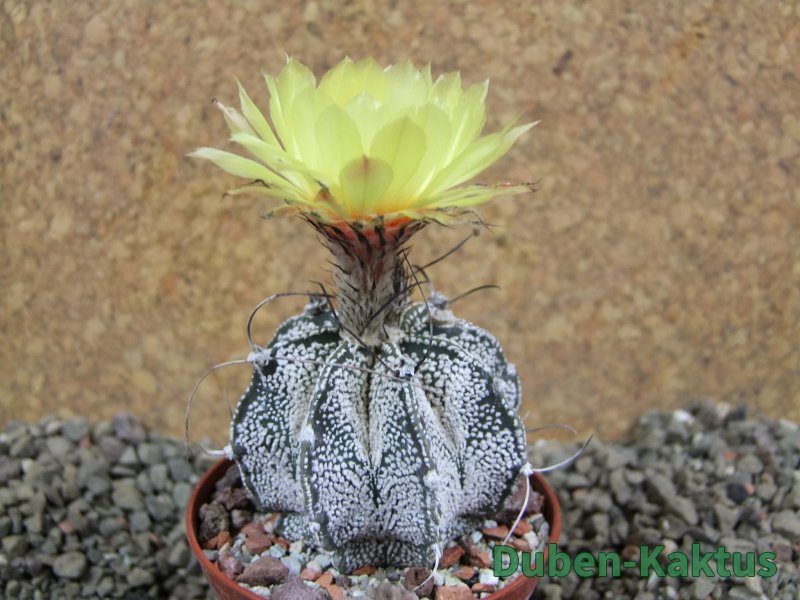 Astrophytum Super Kabuto hybrid, pot 5,5 cm - 12392971