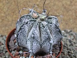 Astrophytum Super Kabuto hybrid, pot 5,5 cm - 12392976