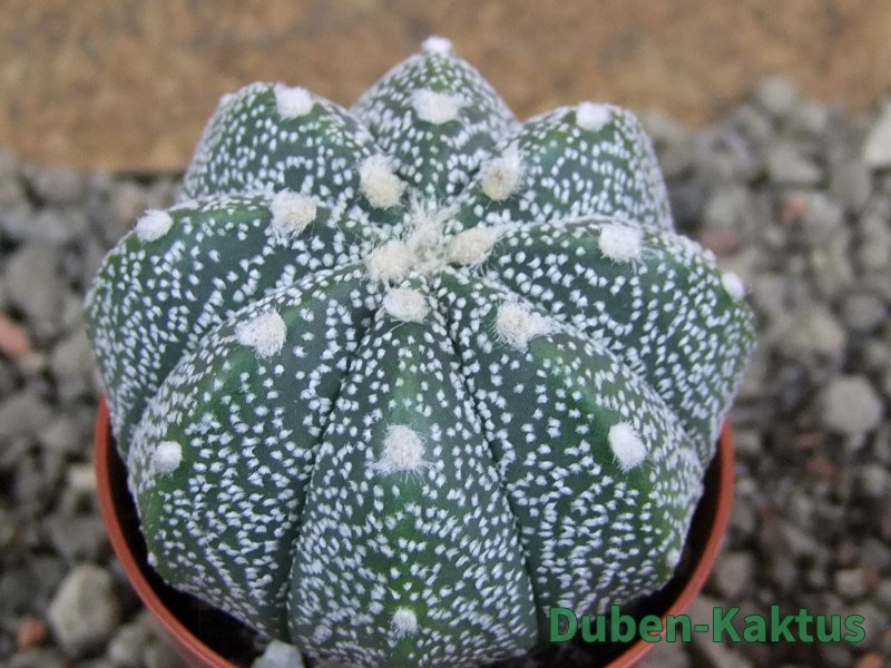 Astrophytum Hanazano Kabuto hybrid Snowy pot 5,5 cm - 12392985