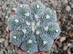 Astrophytum Hanazano Kabuto hybrid Snowy pot 5,5 cm - 12392982