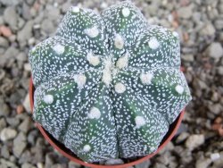 Astrophytum Hanazano Kabuto hybrid Snowy pot 5,5 cm - 12392983