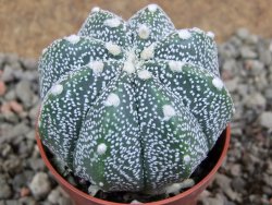 Astrophytum Hanazano Kabuto hybrid Snowy pot 5,5 cm - 12392984