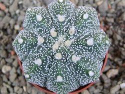 Astrophytum Hanazano Kabuto hybrid Snowy pot 5,5 cm - 12392986
