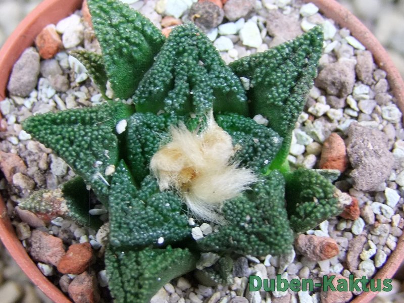 Ariocarpus fissuratus hintonii Matehuala pot 5,5 cm Cites IA - 12393050