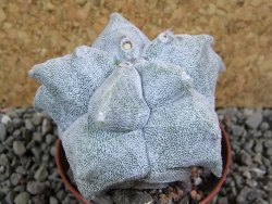 Asrophytum coahuilense Hakuran pot 7 cm