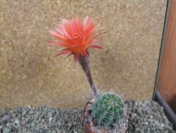 Echinopsis hybrid pot 7 cm - 12393135