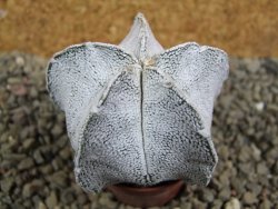 Astrophytum coahuilense snow (Super Coahuilense), pot 5,5 cm - 12393147