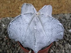 Astrophytum coahuilense snow (Super Coahuilense), pot 5,5 cm - 12393149