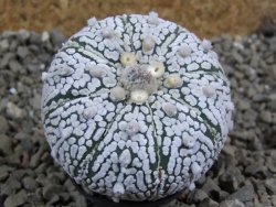 Astrophytum Super Kabuto pot 5,5 cm - 12393165