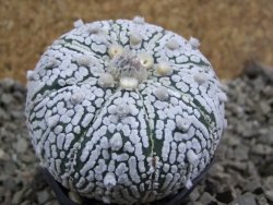 Astrophytum Super Kabuto pot 5,5 cm - 12393166