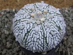 Astrophytum Super Kabuto pot 5,5 cm - 12393167