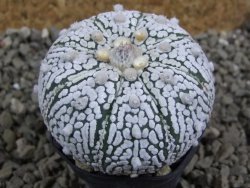 Astrophytum Super Kabuto pot 5,5 cm - 12393168