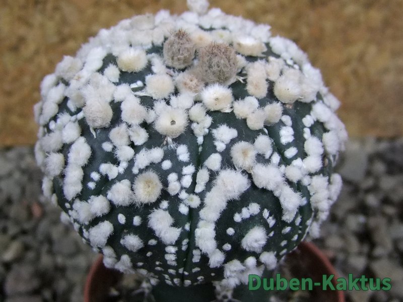 Astrophytum Hanazano Kabuto pot 5,5 cm Roubované - 12393183