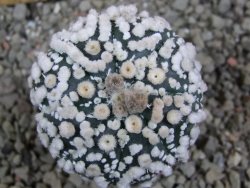 Astrophytum Hanazano Kabuto pot 5,5 cm Roubované - 12393181