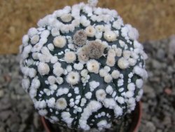 Astrophytum Hanazano Kabuto pot 5,5 cm Roubované - 12393182
