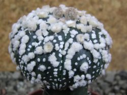 Astrophytum Hanazano Kabuto pot 5,5 cm Roubované - 12393184