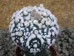 Astrophytum Hanazano Kabuto pot 5,5 cm Roubované - 12393185
