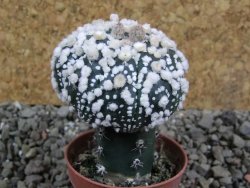 Astrophytum Hanazano Kabuto pot 5,5 cm Roubované - 12393186