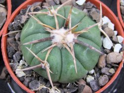 Echinocactus horizonthalonius Tula, Tam. pot 5,5 cm