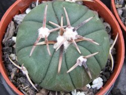 Echinocactus horizonthalonius Tula, Tam. pot 5,5 cm - 12400583