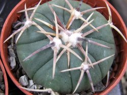 Echinocactus horizonthalonius Tula, Tam. pot 5,5 cm - 12400584