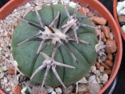 Echinocactus horizonthalonius Tula, Tam. pot 5,5 cm - 12400585