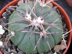 Echinocactus horizonthalonius Tula, Tam. pot 5,5 cm - 12400586