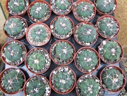 Echinocactus horizonthalonius Tula, Tam. pot 5,5 cm - 12400587