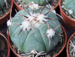 Echinocactus horizonthalonius Tula, Tam. květináč 5,5 cm